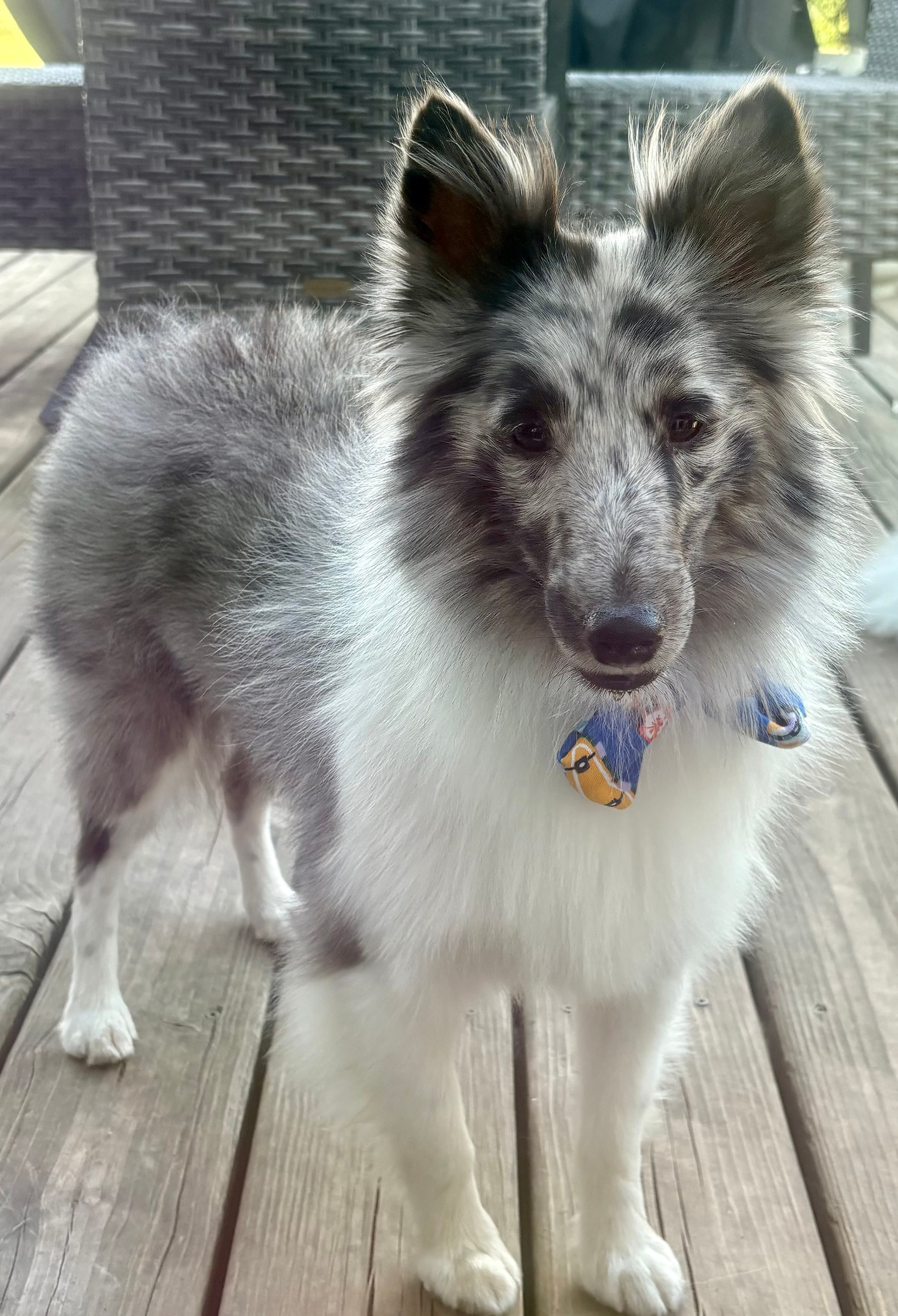 Skoshie Shelties gallery photo 31