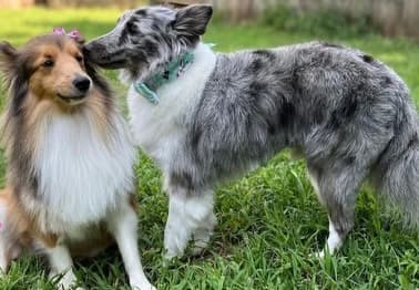 Skoshie Shelties gallery photo 20