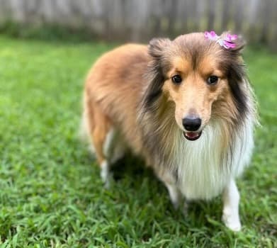 Skoshie Shelties gallery photo 21