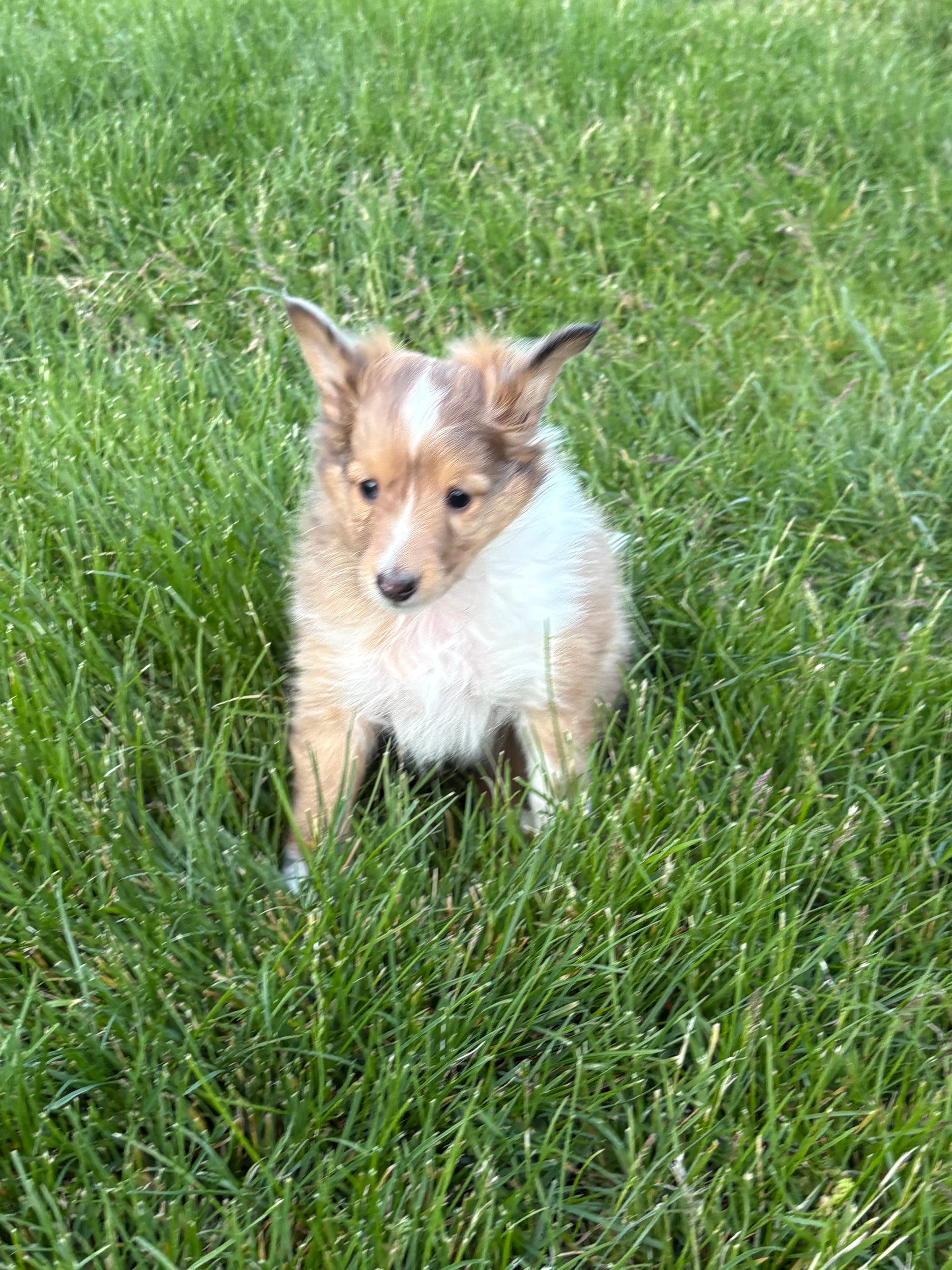 Skoshie Shelties gallery photo 17