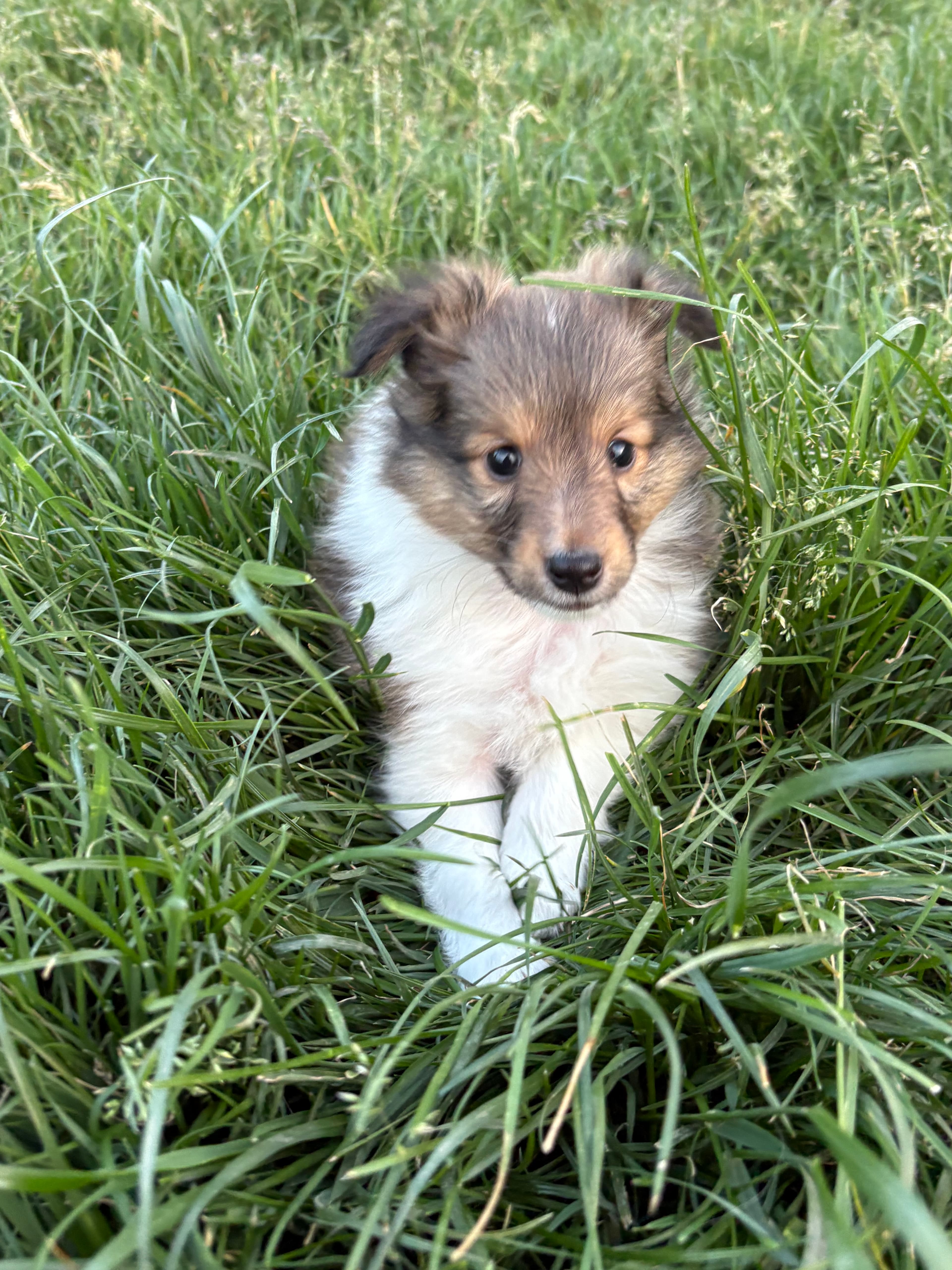 Skoshie Shelties gallery photo 18