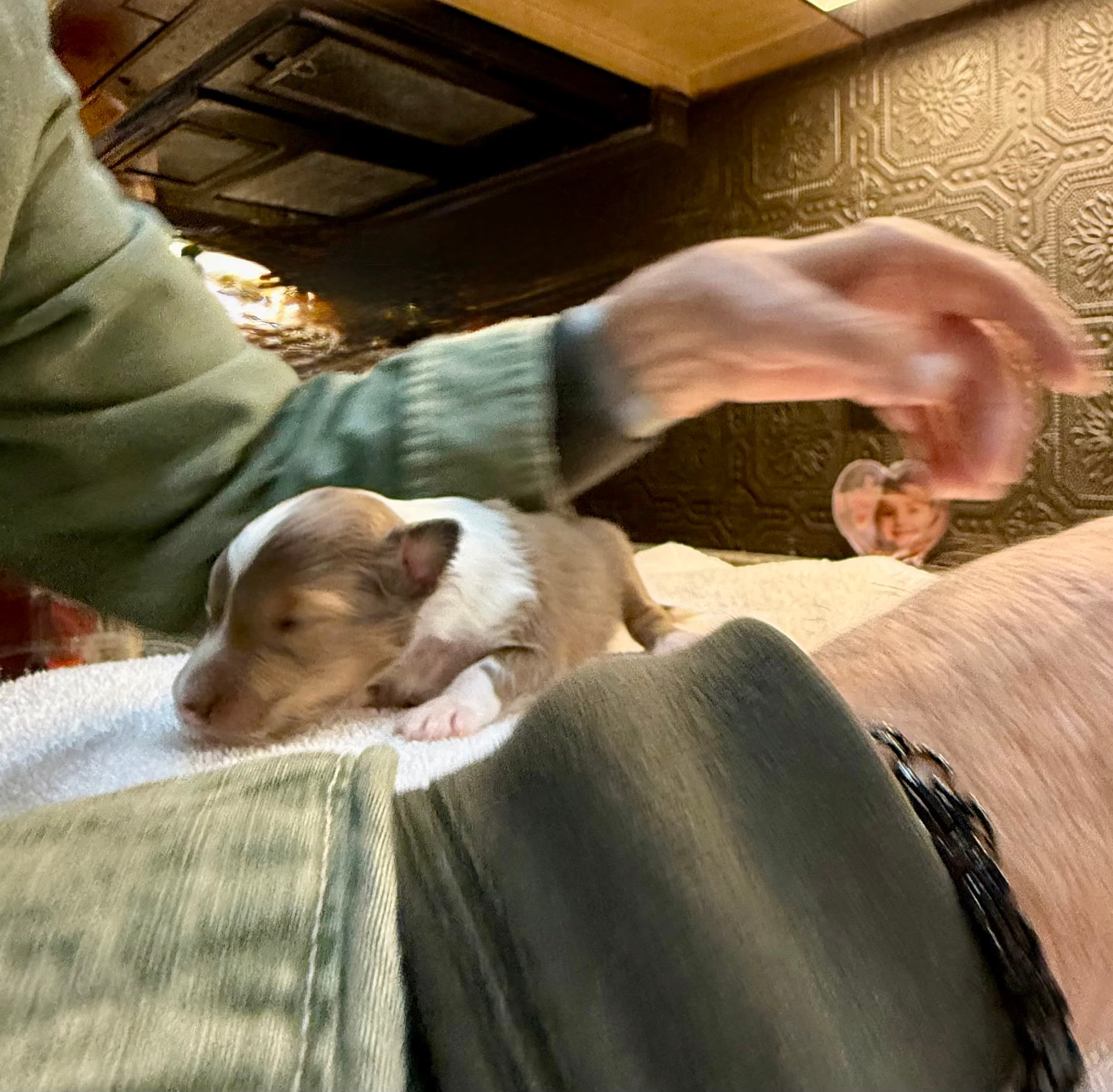 Skoshie Shelties gallery photo 23