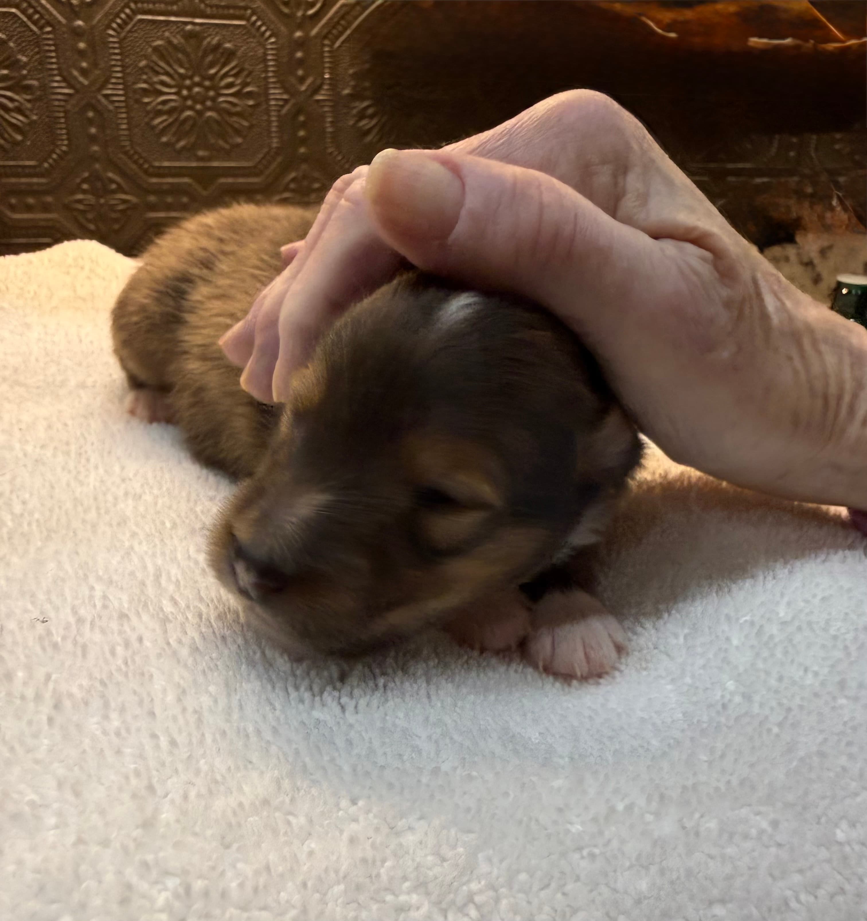 Skoshie Shelties gallery photo 19