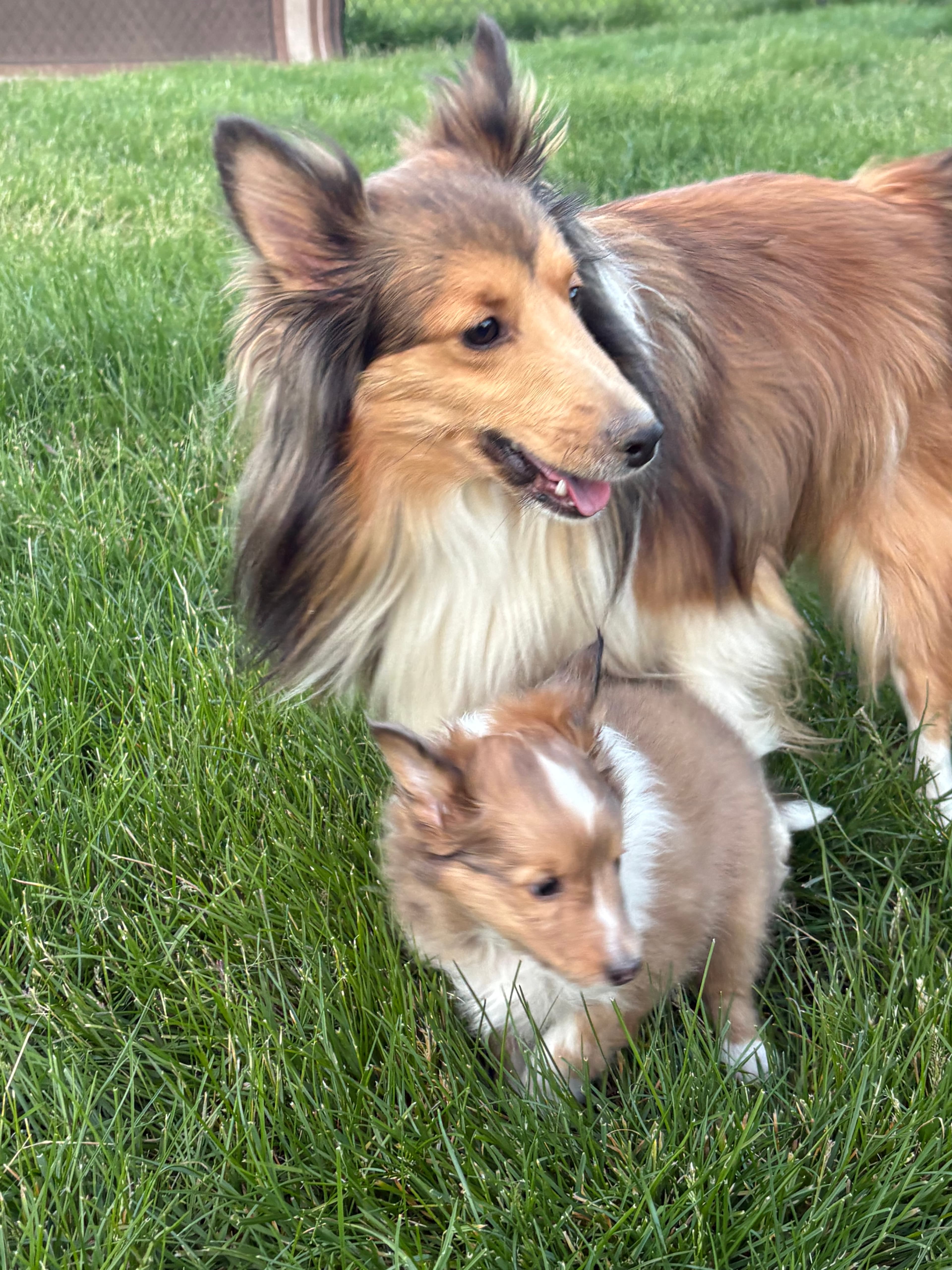 Skoshie Shelties gallery photo 25
