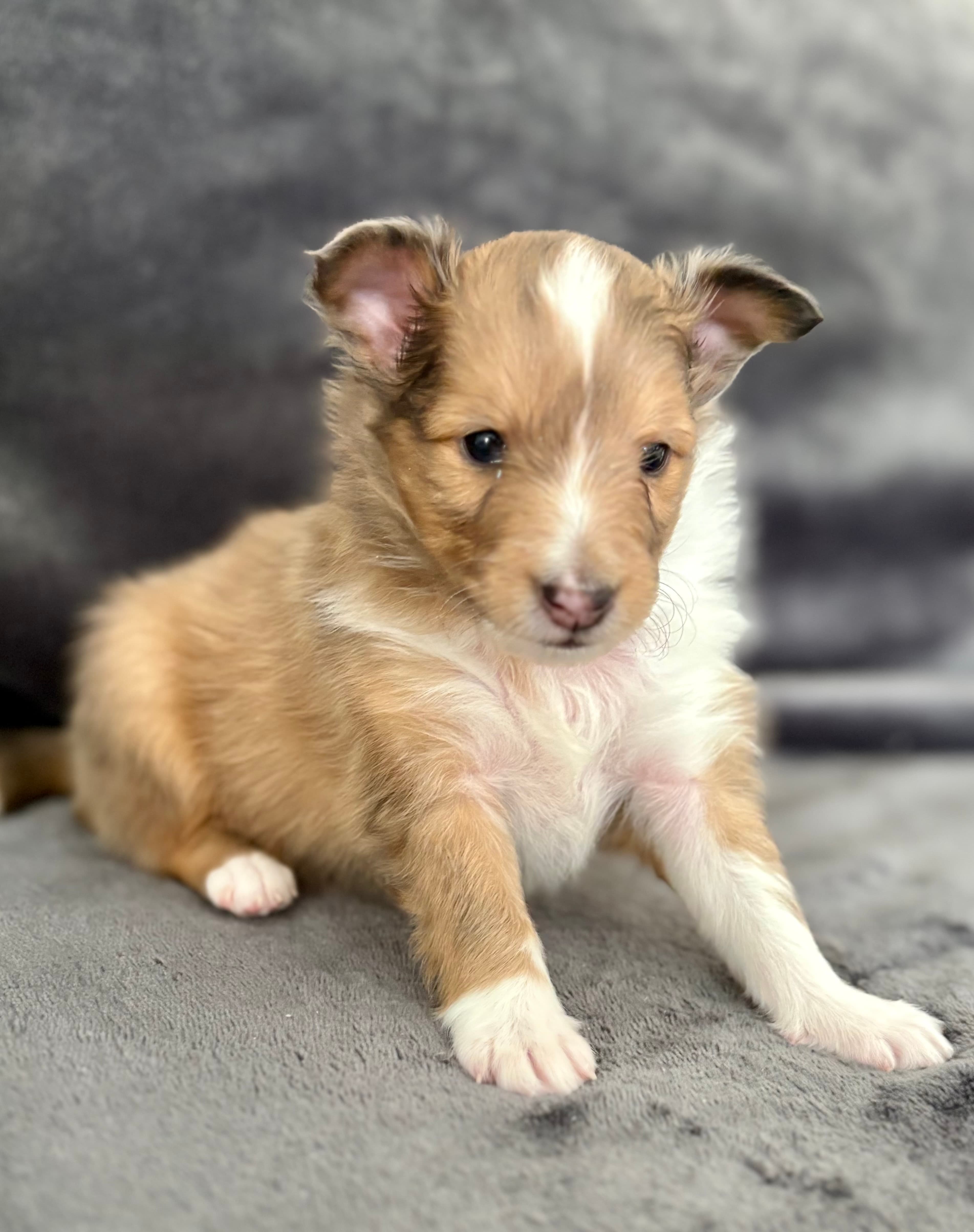 Skoshie Shelties gallery photo 11