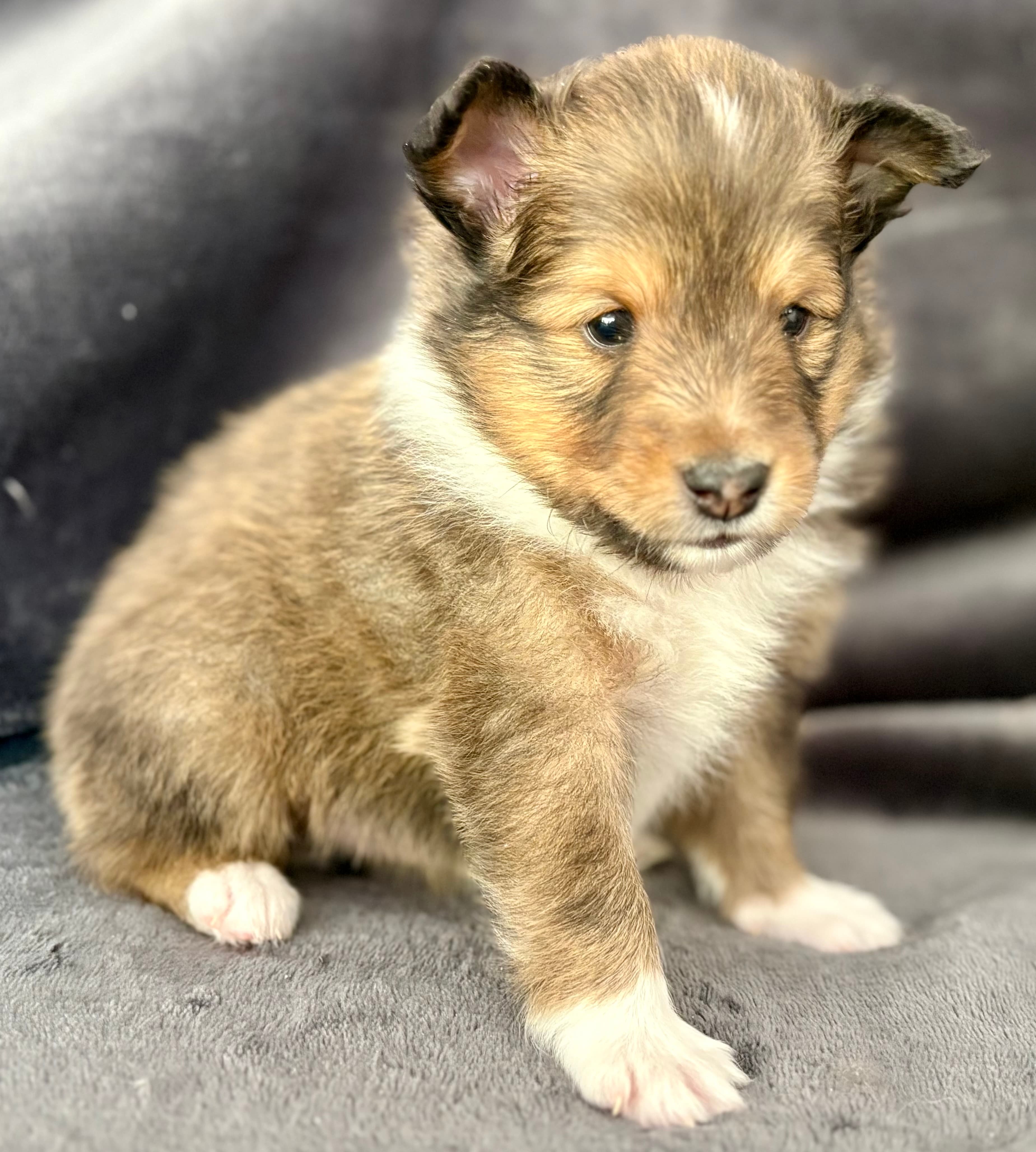 Skoshie Shelties gallery photo 12