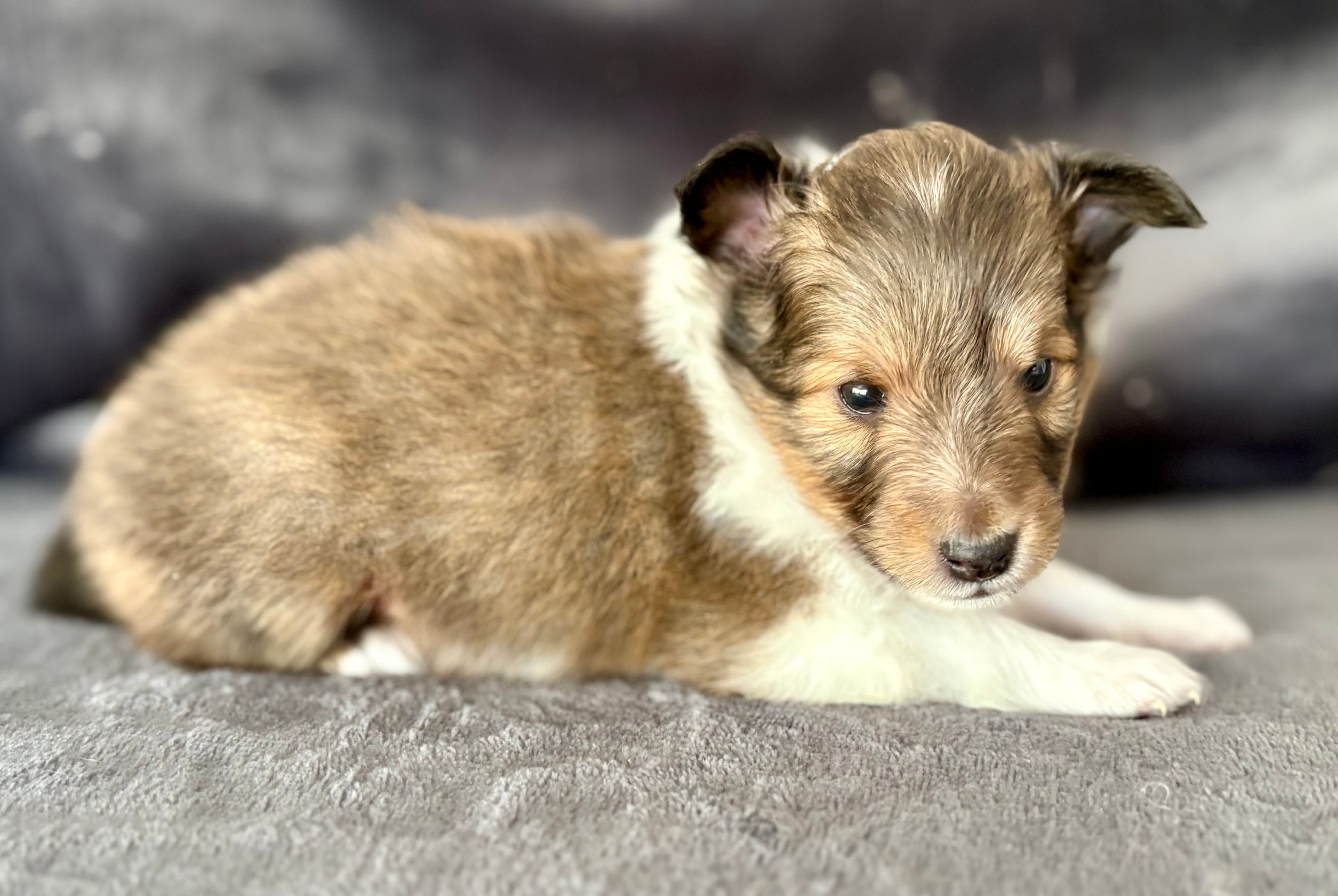 Skoshie Shelties gallery photo 13