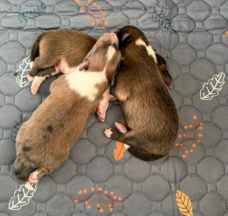 Skoshie Shelties gallery photo 14