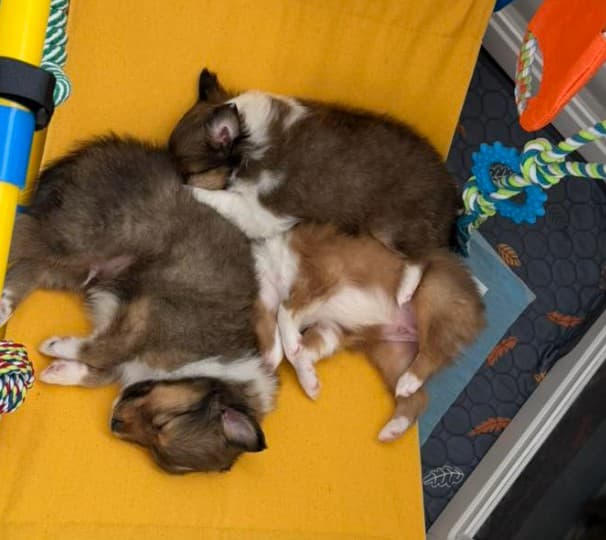 Skoshie Shelties gallery photo 15