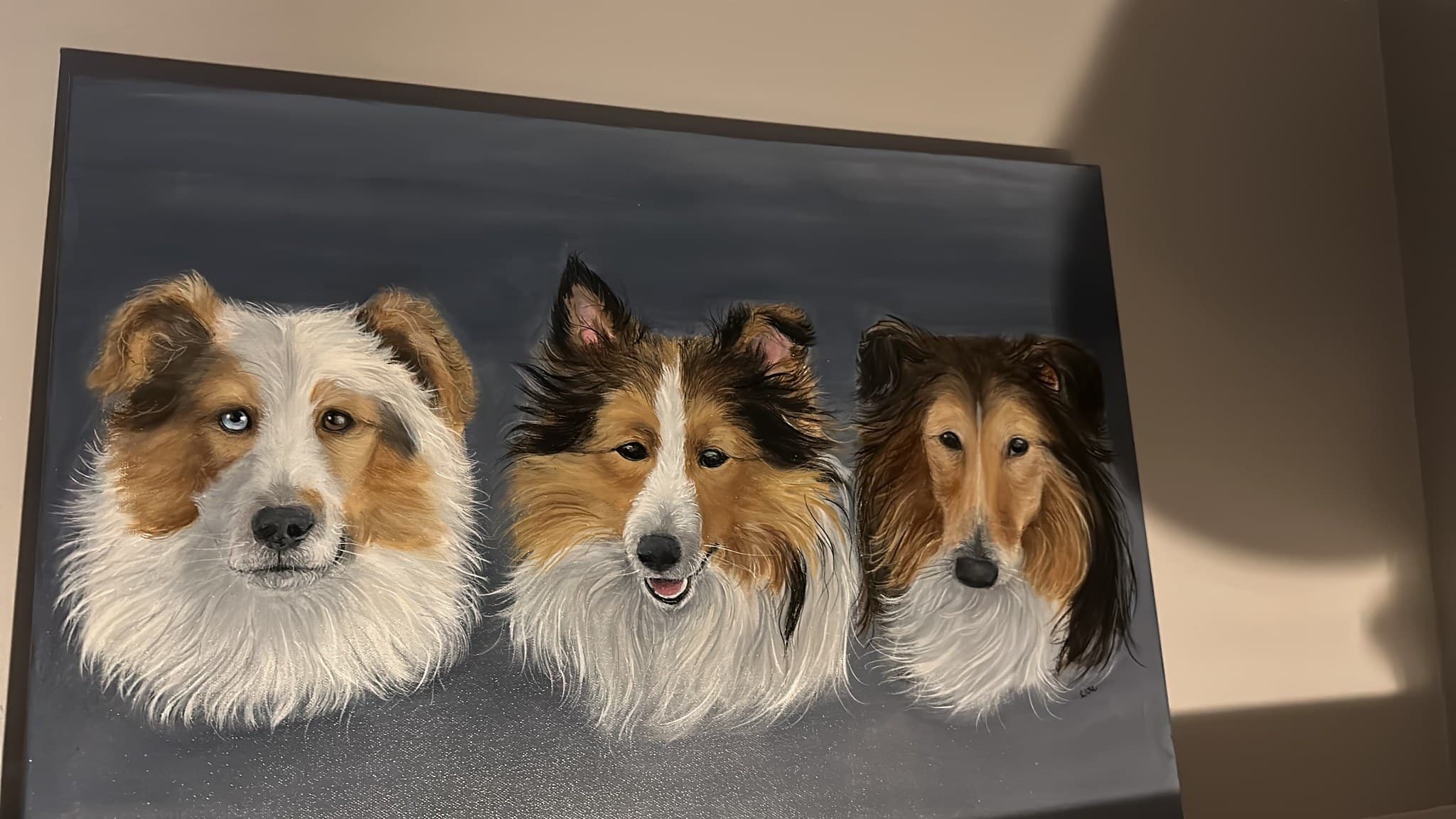 Skoshie Shelties gallery photo 1