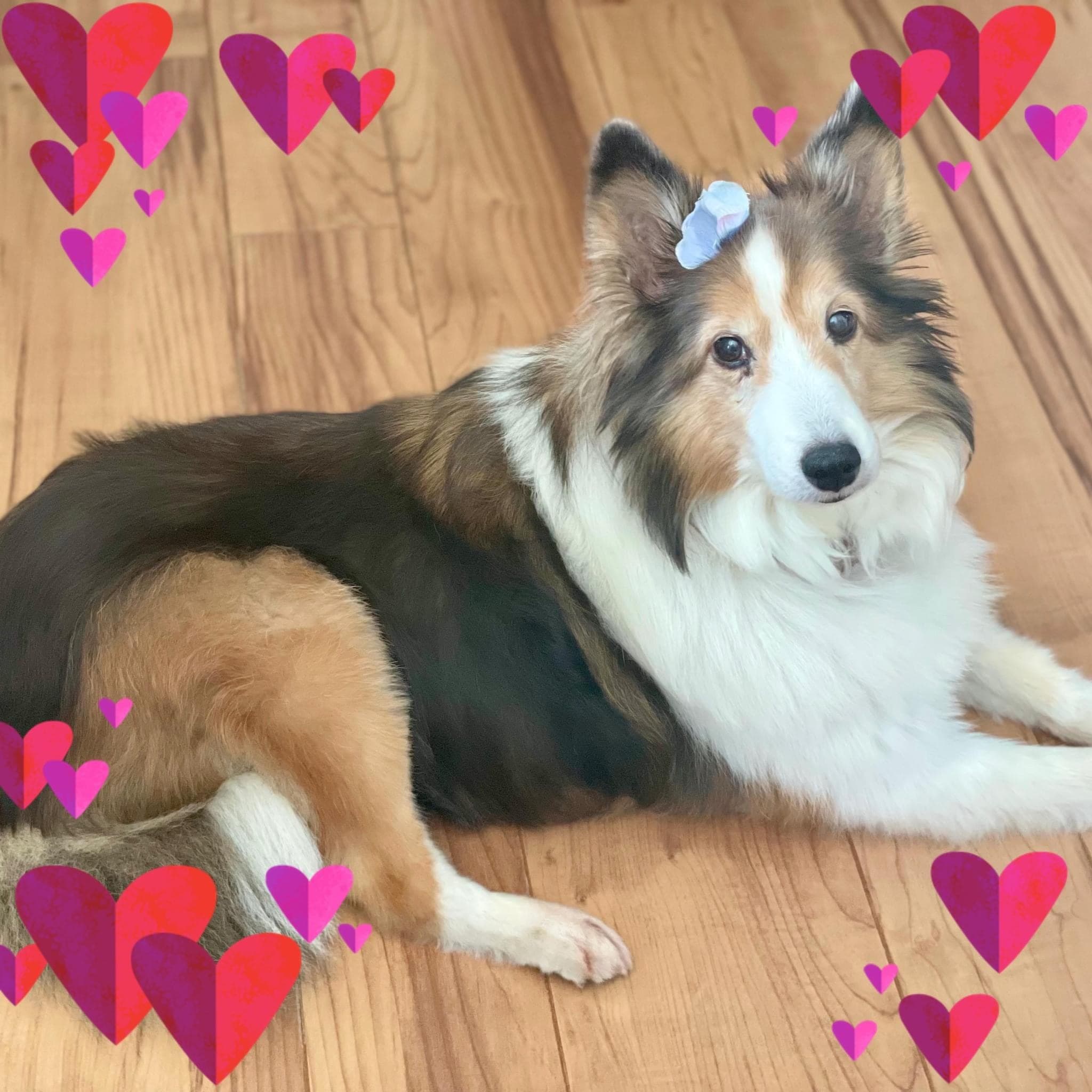 Skoshie Shelties gallery photo 2