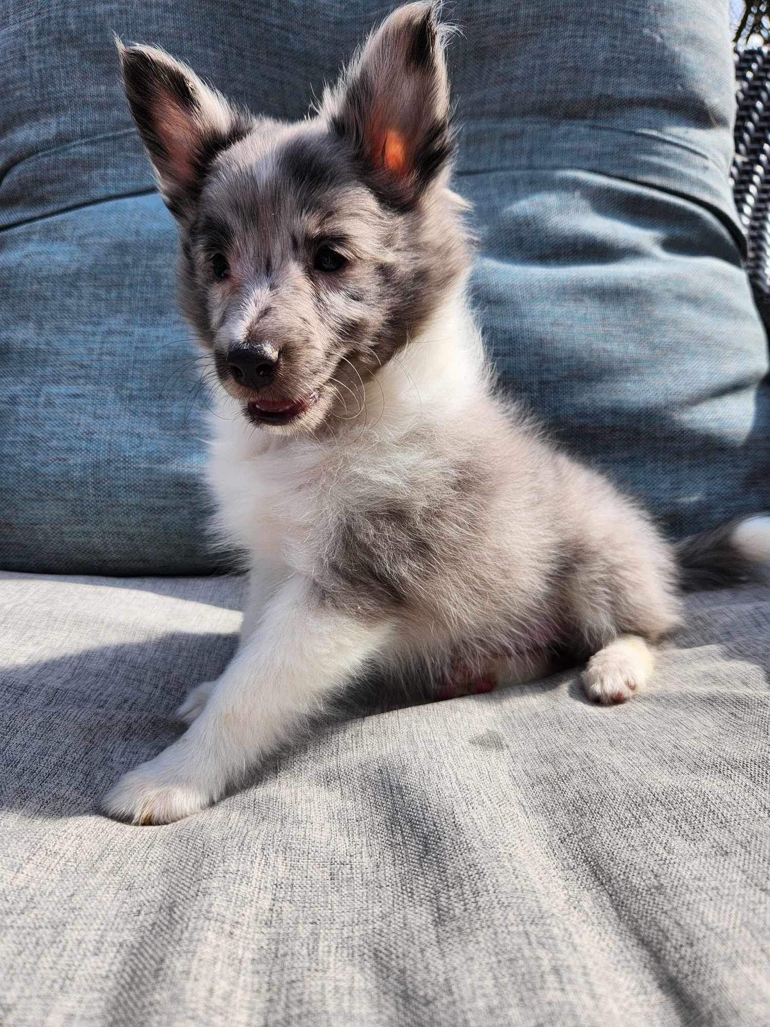Skoshie Shelties gallery photo 4