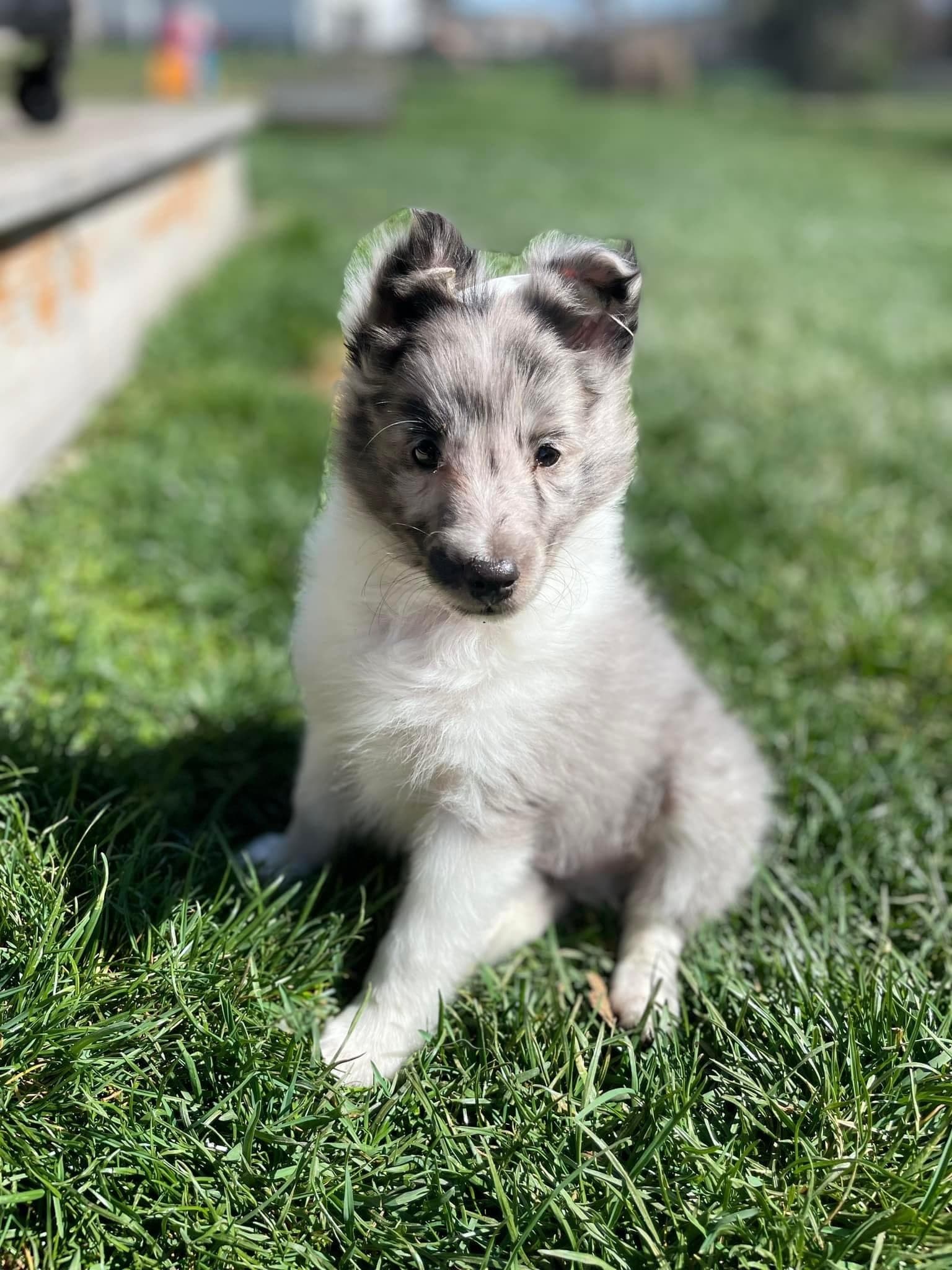 Skoshie Shelties gallery photo 3
