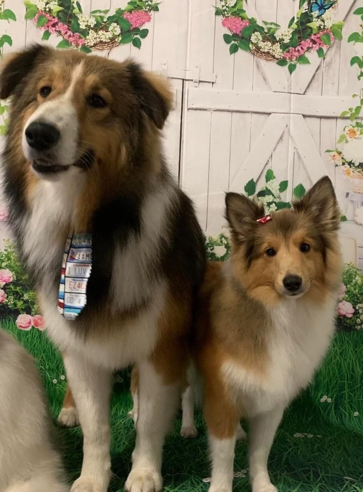Skoshie Shelties gallery photo 5