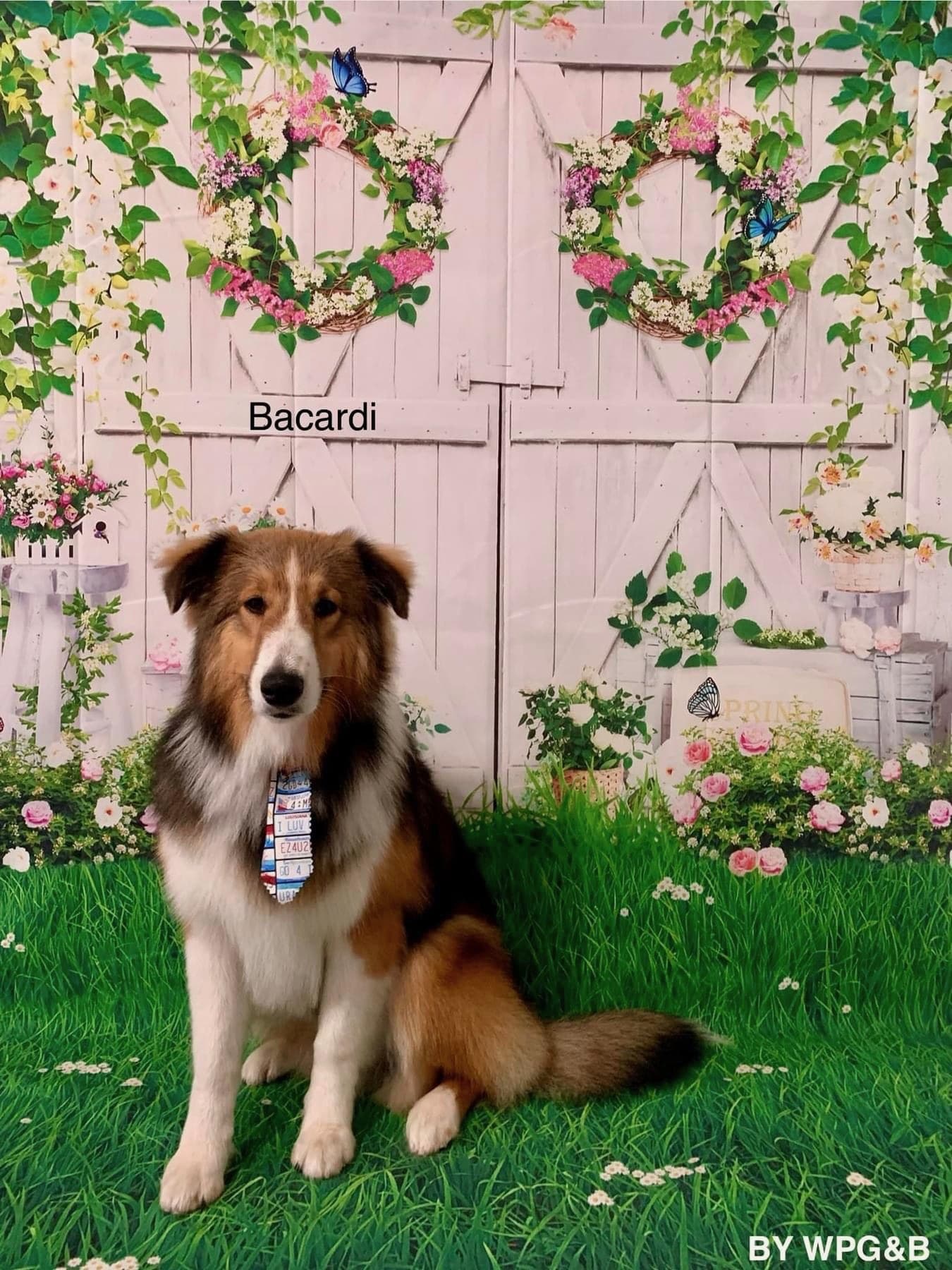 Skoshie Shelties gallery photo 6