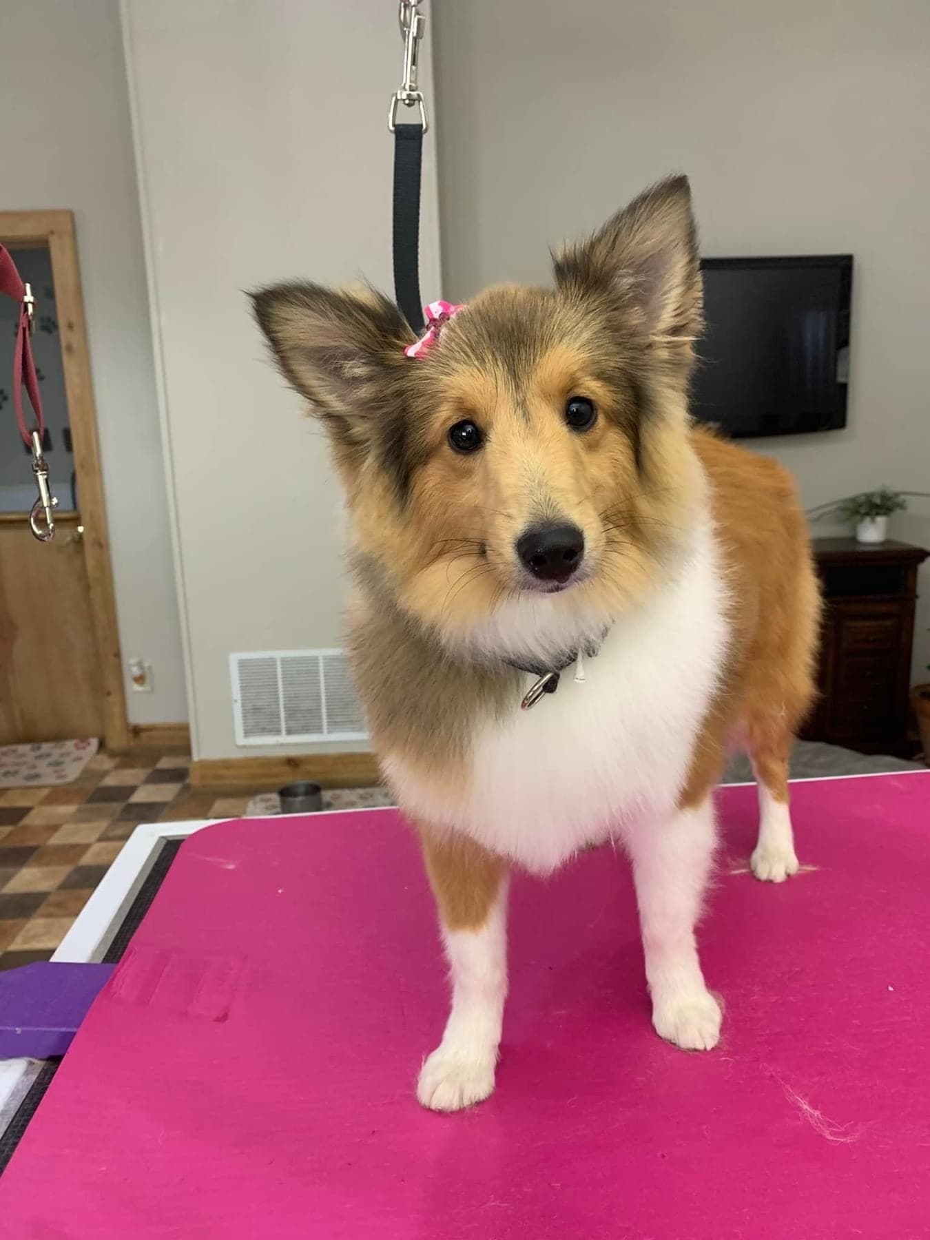 Skoshie Shelties gallery photo 7