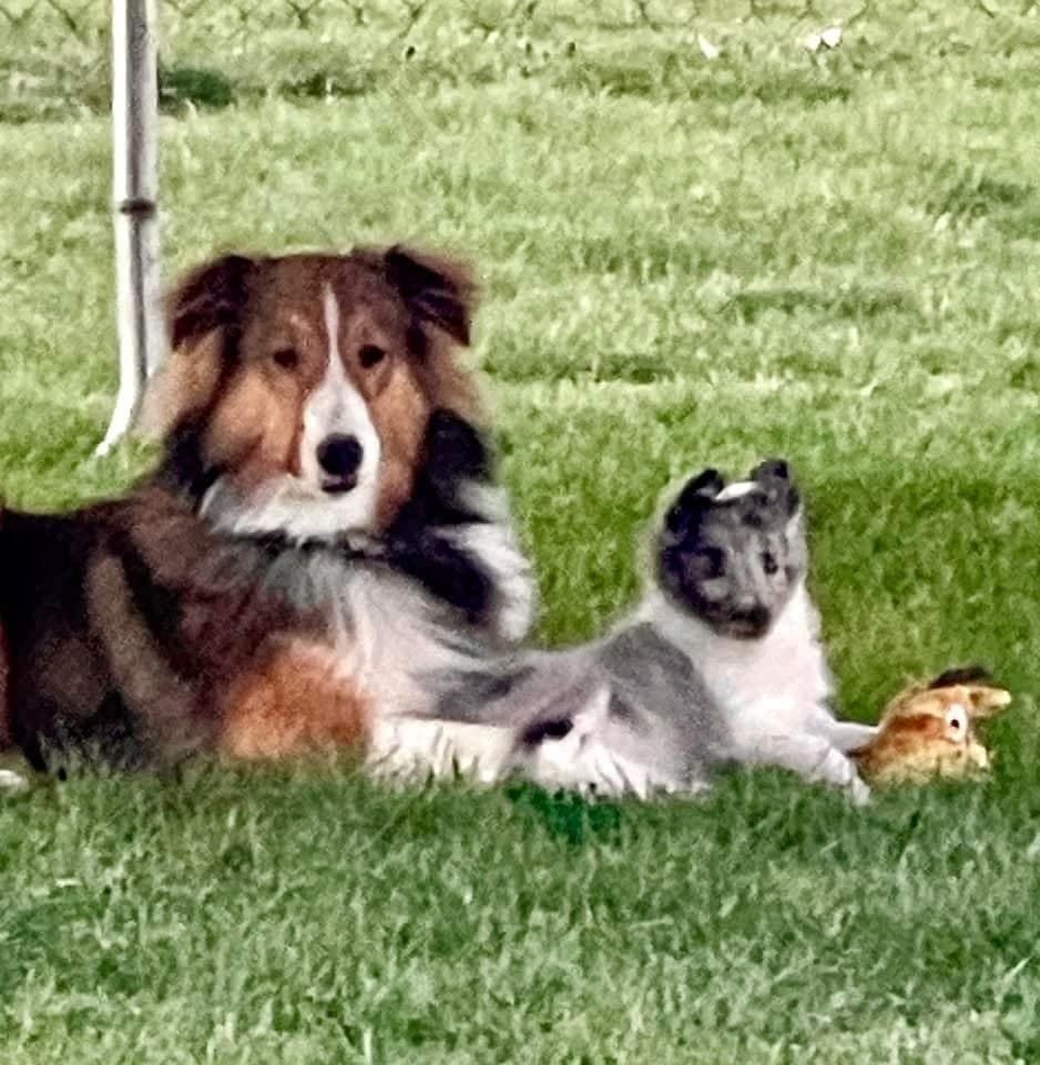 Skoshie Shelties gallery photo 8