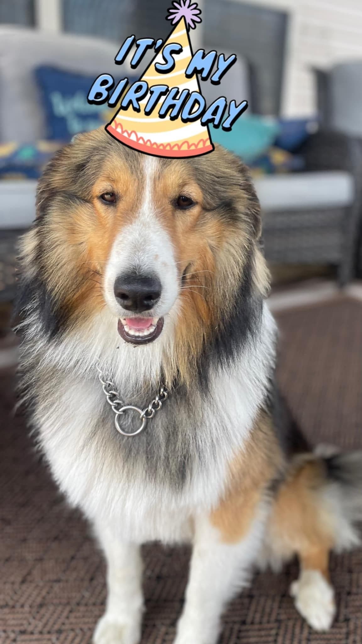 Skoshie Shelties gallery photo 9