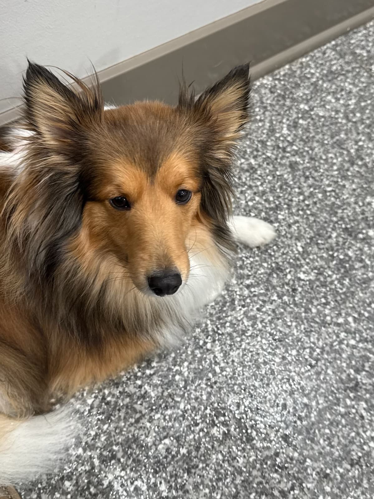 Skoshie Shelties gallery photo 26