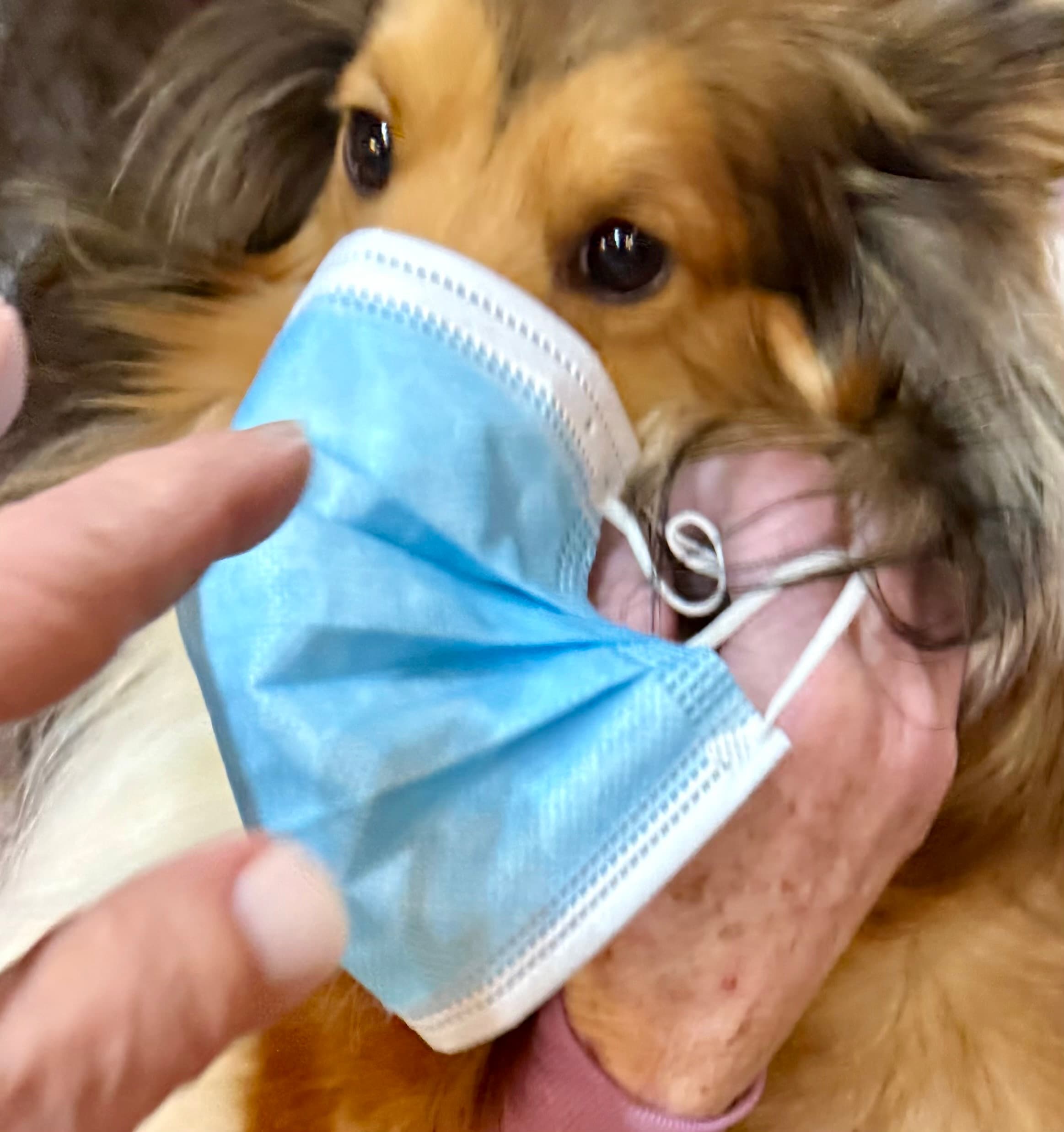 Skoshie Shelties gallery photo 28
