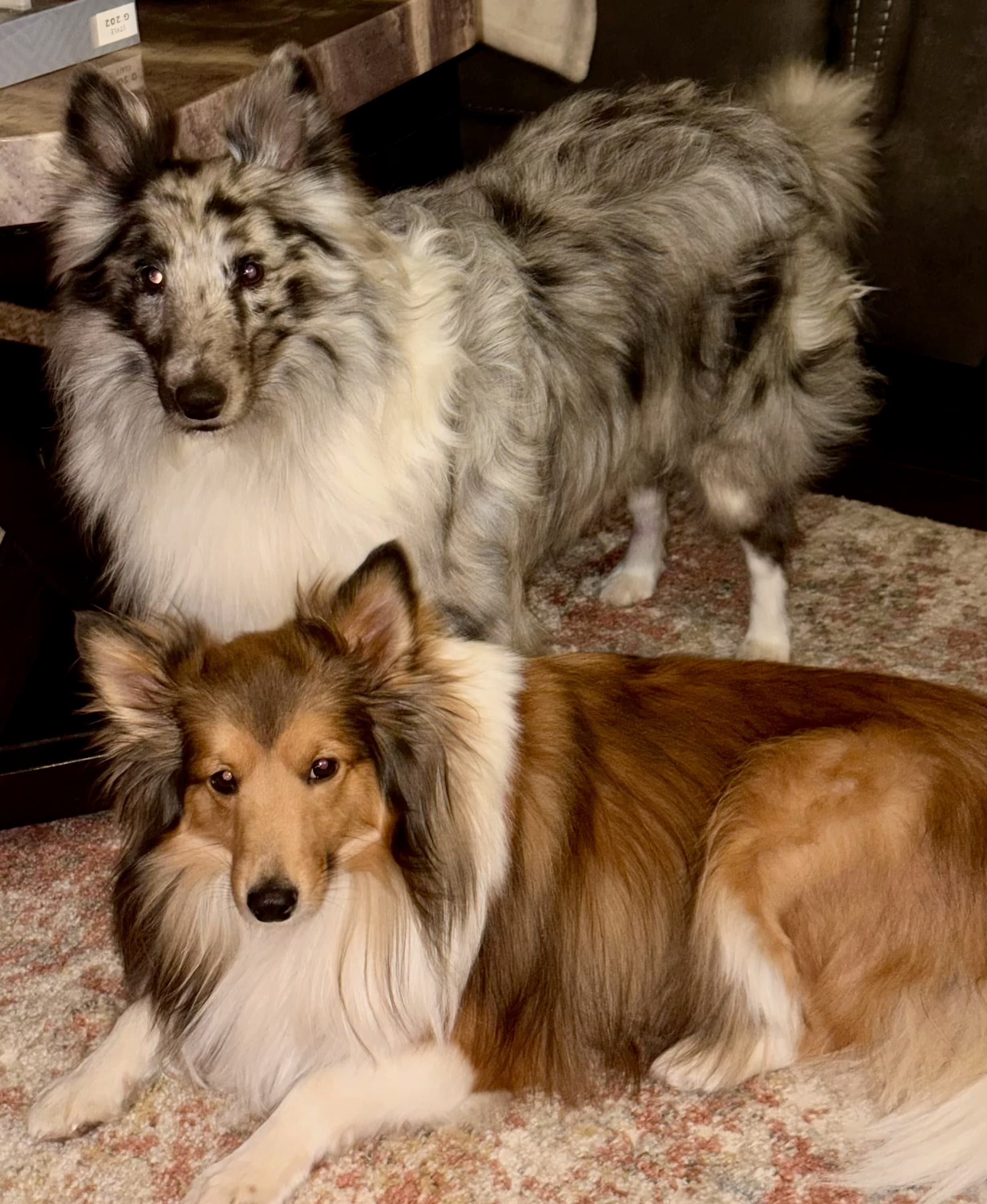 Skoshie Shelties gallery photo 29